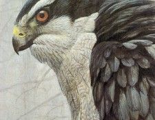kb Bateman Goshawk and Ruffed Grouse det. Bateman, 