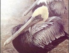 lrsRBB070BatemanRobert-BrownPelican. Bateman, 