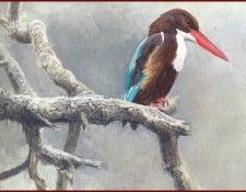 lrsRBB094BatemanRobert-WhiteThroatedKingFisher. Bateman, 