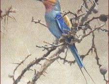 lrsRBB108BatemanRobert-EurasianRoller. Bateman, 