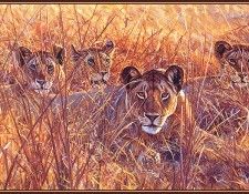 bs-na- John Banovich- Heart Of The Pride. , 