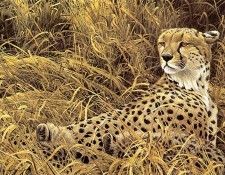 kb Bateman Cheetah with Cubs. Bateman, 