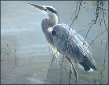 lrsRBB065BatemanRobert-GreatBlueHeron. Bateman, 