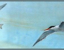 D50-AWE138-BR-Royal Tern 1(Summer). Bansemer, 