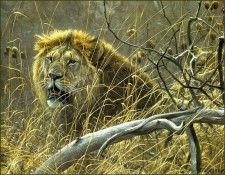 lrsBatemanRobert-Lions. Bateman, 