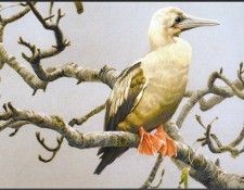 lrsRBB077BatemanRobert-RedFootedBooby. Bateman, 