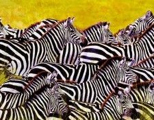 Bamrah Dharbinder S Lost In A Crowd Zebra. Bamrah, Dharbinder 