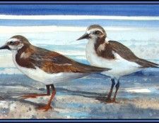 D50-AWE116-RB-Ruddy Turnstone 1. Bansemer, 