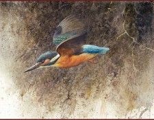 lrsRBB086BatemanRobert-EuropeanKingfisher. Bateman, 