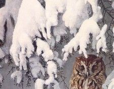 lrs Bateman R Schreech Owl. Bateman, 