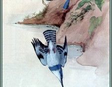 D50-AWE078-BR-Kingfisher 3. Bansemer, 