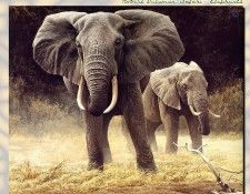 ZaneScans RB Safari SWD 002. Bateman, 