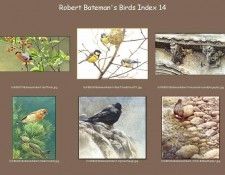 lrsrBatemanBirdsIdx14. Bateman, 