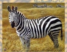 ZaneScans RB Safari SWD 005. Bateman, 