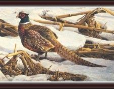 We SnF 005 BatemanR PheasantinCornfield. Bateman, 