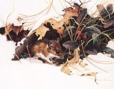 bs- Robert Bateman- Whitefooted Mouse In Wintergreen. Bateman, 