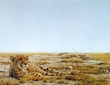 kb Bateman Cheetah Siesta. Bateman, 