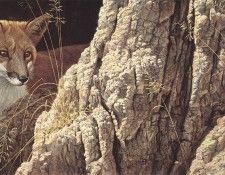 bs- Robert Bateman- Curious Glance- Red Fox. Bateman, 