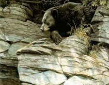 kb Bateman Watchful Repose Black Bear. Bateman, 