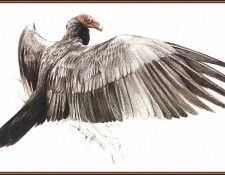 lrsRBB052BatemanRobert-TurkeyVulture. Bateman, 