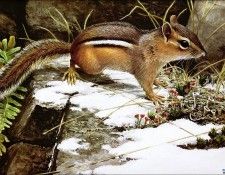 Imufy WWSA AS Bateman 02 Chipmunk. Bateman, 