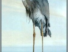 D50-AWE066-BR-Wurdemanns Heron 2. Bansemer, 