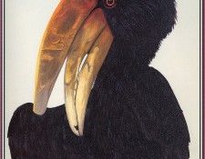 bs-na- Allen Blagden- Hornbill- I I. , 