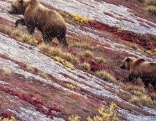 Bateman, Robert - Alaskan Autumn (end. Bateman, 
