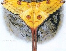 kb Brenders Carl-Madagascar Moon Moth. Brenders, 