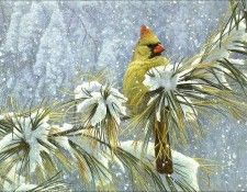Imufy WWSA AS Bateman 05 Northern Cardinal. Bateman, 