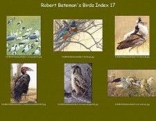 lrsrBatemanBirdsIdx17. Bateman, 