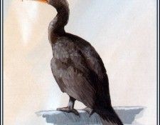D50-AWE009-BR-Cormorant 4. Bansemer, 