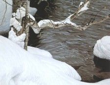 kb Bateman Kingfisher in Winter. Bateman, 