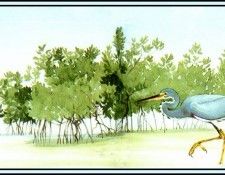 D50-AWE049-BR-Tricolored Heron 2. Bansemer, 