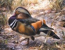 kb Brenders Carl-Mandarin Duck. Brenders, 