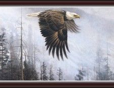 We SnF 007 BatemanR MajestyontheWing  BaldEagle. Bateman, 