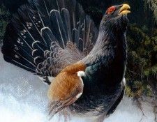Birds 59 Capercaillie ( Detail ), 1992 Robert Bateman sqs. Bateman, 