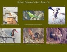 lrsrBatemanBirdsIdx16. Bateman, 
