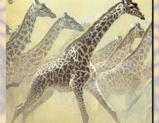 ZaneScans RB Safari SWD 009. Bateman, 