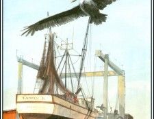 D50-AWE097-RB-Brown Pelican 12. Bansemer, 