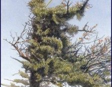 lrsRBB019BatemanRobert-LesserYellowleg. Bateman, 