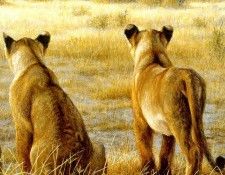 Safari 14 Lion Robert Bateman sqs. Bateman, 