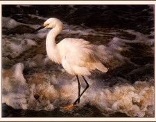 bs-na- Carl Brenders- Island Shores- Snowy Egret. Brenders, 