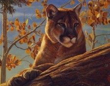 lrs Baughan Kalon Front Range Cougar. Baughan, 