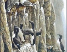 lrsRBB016BatemanRobert-KittiwakesandNeighbors. Bateman, 