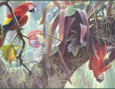 lrsRBB074BatemanRobert-TropicalCanopyScarletMacaws. Bateman, 