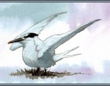 D50-AWE142-BR-Sandwich Tern 1(Winter). Bansemer, 