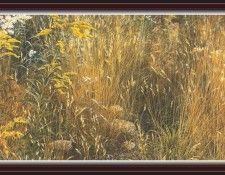We SnF 019 BatemanR MarginalMeadow. Bateman, 