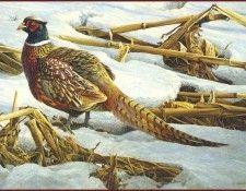 lrsRBB049BatemanRobert-PheasantinCornfield. Bateman, 
