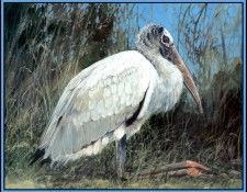 D50-AWE135-RB-Stork 2(young). Bansemer, 